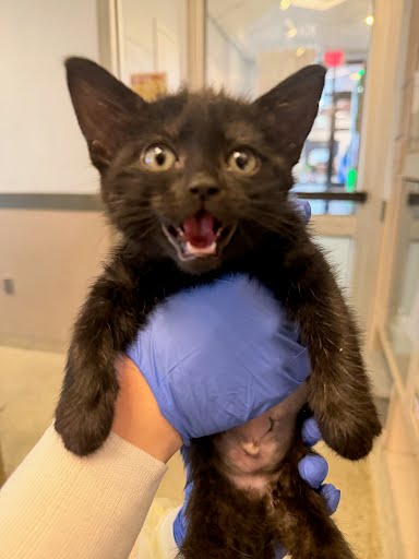 BUSINESS CLASS - Domestic Shorthair / Mix available for adoption