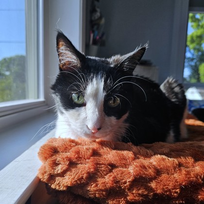 JAZZ - Domestic Shorthair / Mix available for adoption