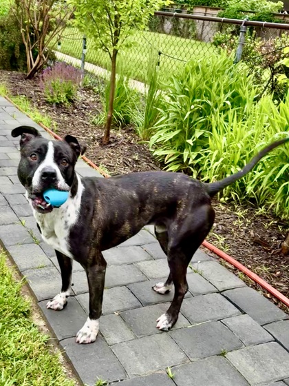 BERT - Terrier / Mix available for adoption