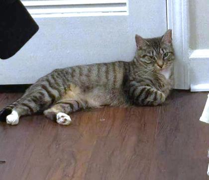 TWIRL - Domestic Shorthair / Mix available for adoption
