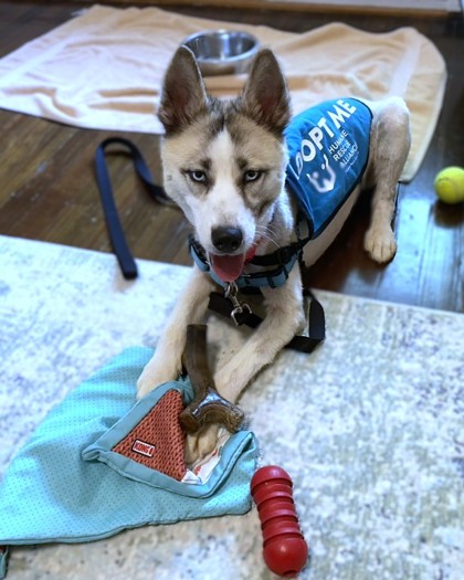 JORTS - Alaskan Husky / Mix available for adoption