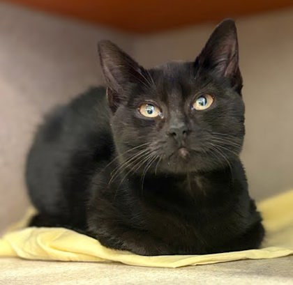 BEATRIX - Domestic Shorthair / Mix available for adoption