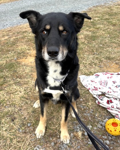 LITTLE BOY - Australian Shepherd / Mix available for adoption