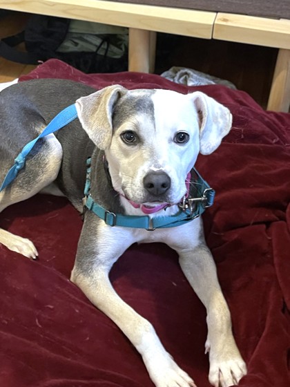 KIM POSSIBLE - Mixed Breed, Medium (up to 44 lbs fully grown) / Mix available for adoption