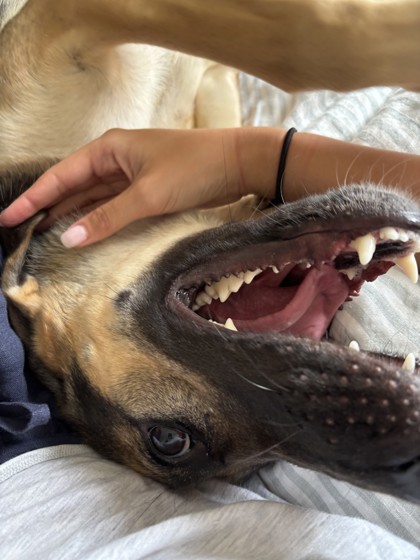 AUTUMN - German Shepherd / Mix available for adoption