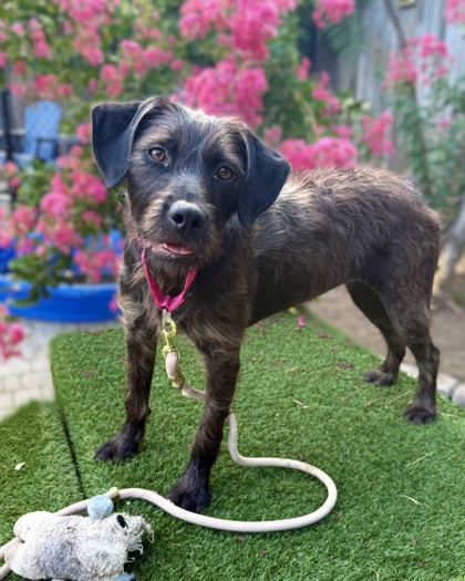 MOPSY - Terrier / Terrier available for adoption