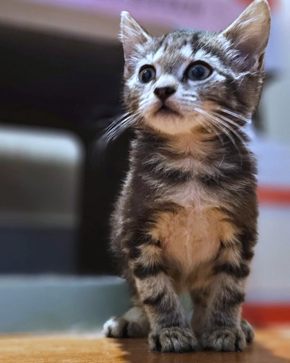 CALYPSO - Domestic Shorthair / Mix available for adoption