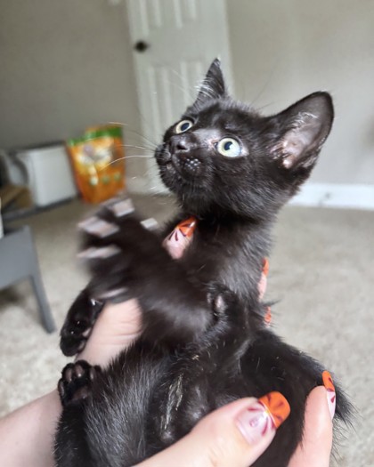 NOCH - Domestic Shorthair / Mix available for adoption