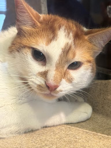 PETEY PABLO - Domestic Shorthair / Mix available for adoption