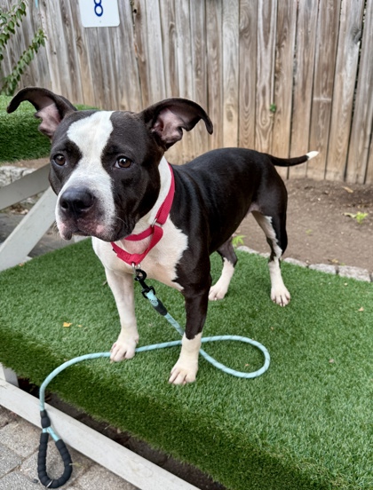 CIRCE - Pit Bull Terrier / Mix available for adoption