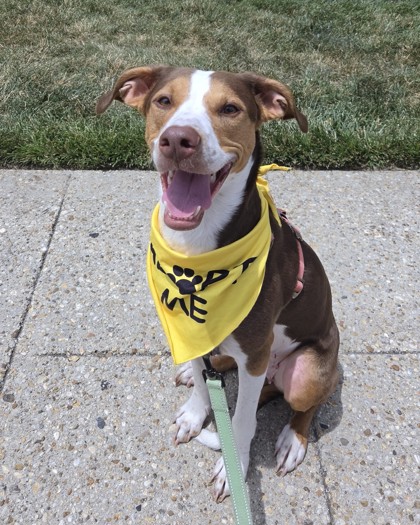 CHARLEY - Mixed Breed, Medium (up to 44 lbs fully grown) / Mix available for adoption