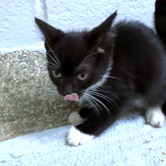 CYNDER - Domestic Shorthair / Mix available for adoption