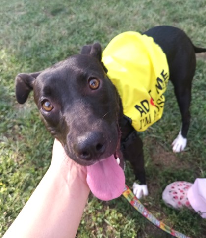 CHA CHA SHAKES - Pit Bull Terrier / Mix available for adoption