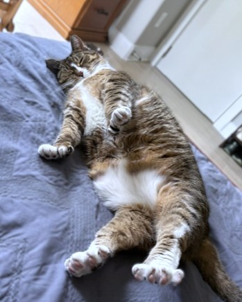 BELL - Domestic Shorthair / Mix available for adoption
