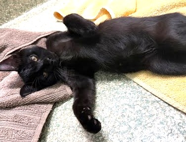 TED - Domestic Shorthair / Mix available for adoption