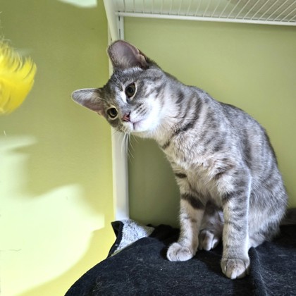BOOK STORE - Domestic Shorthair / Mix available for adoption