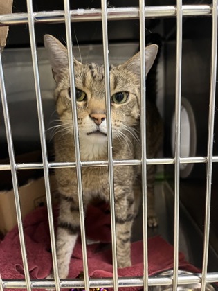 KEITH - Domestic Shorthair / Mix available for adoption