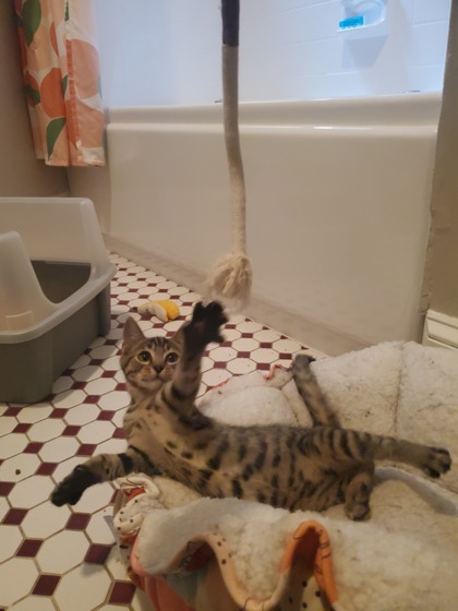 ASTER - Domestic Shorthair / Mix available for adoption