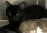 BUBBLES - Domestic Shorthair / Mix available for adoption