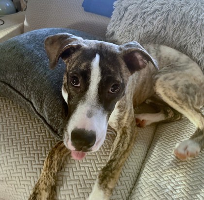 BONSAI - Pit Bull Terrier / Mix available for adoption