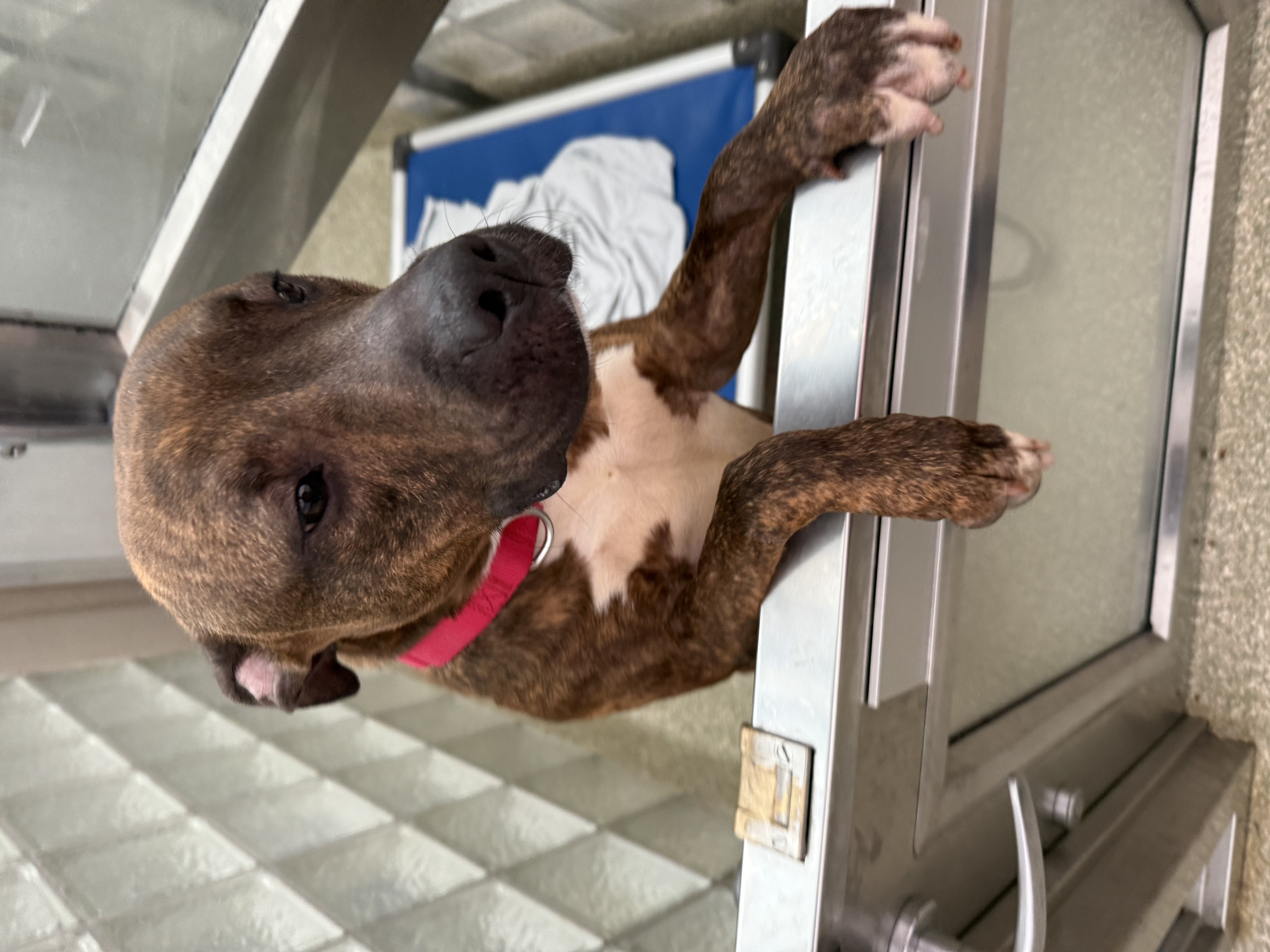 BARK RUFFALO - Pit Bull Terrier / Mix available for adoption