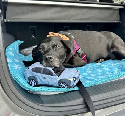 MISS BEA - Labrador Retriever / Mix available for adoption