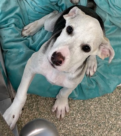 XIAO YU - Mixed Breed, Medium (up to 44 lbs fully grown) / Mix available for adoption