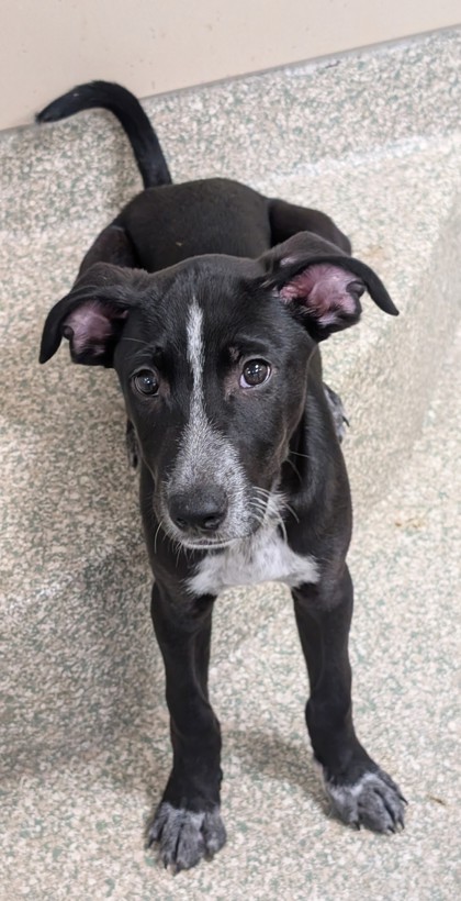 CHEKOV - Terrier / Mix available for adoption