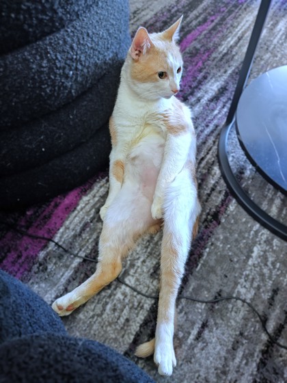 TOPPY - Domestic Shorthair / Mix available for adoption