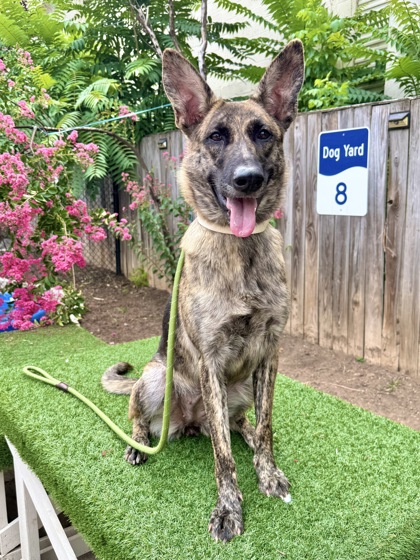 ASH - Dutch Shepherd / Mix available for adoption