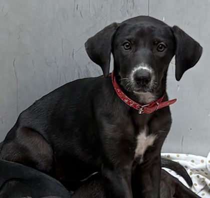 STEVIE - Labrador Retriever / Mix available for adoption