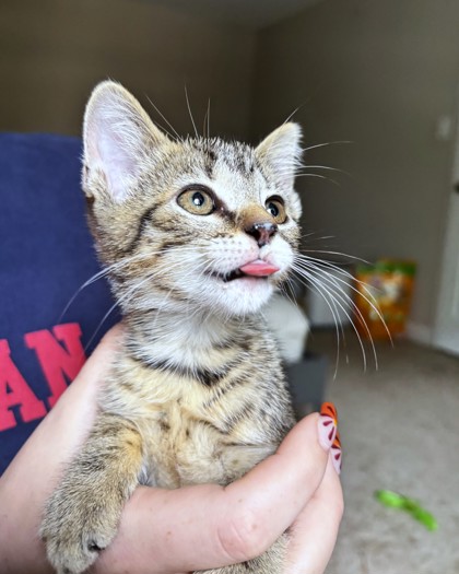 BISQKITTEN - Domestic Shorthair / Mix available for adoption