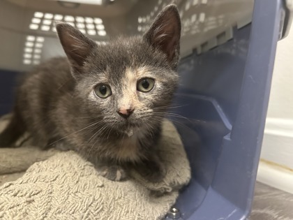 SATURN - Domestic Shorthair / Mix available for adoption