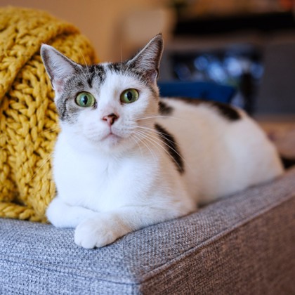 CAMMI - Domestic Shorthair / Mix available for adoption