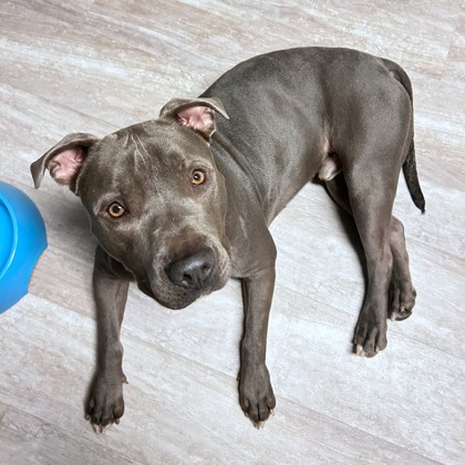 GOMEZ - Mixed Breed, Large (over 44 lbs fully grown) / Mix available for adoption