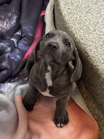 BOHDI - Hound / Mix available for adoption