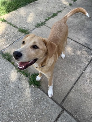 ANA - Mixed Breed, Medium (up to 44 lbs fully grown) / Mix available for adoption