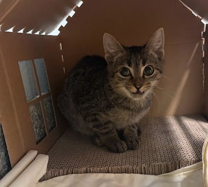 MANNY - Domestic Shorthair / Mix available for adoption