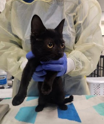 BOO - Domestic Shorthair / Mix available for adoption