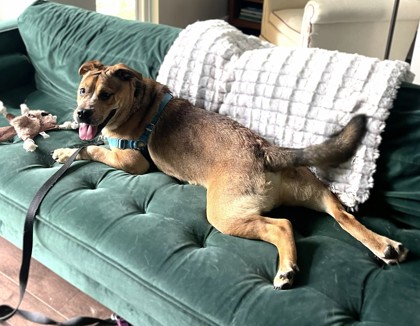 BIGGIE - Bulldog / Mix available for adoption