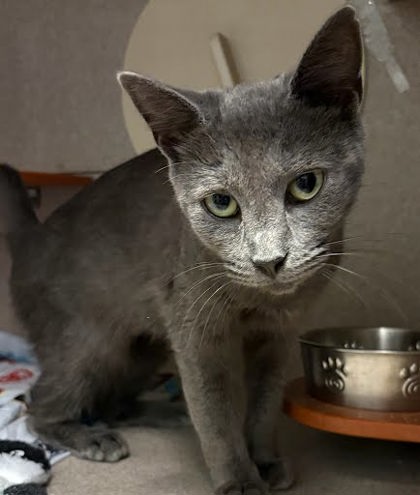 ASHLAND - Domestic Shorthair / Mix available for adoption