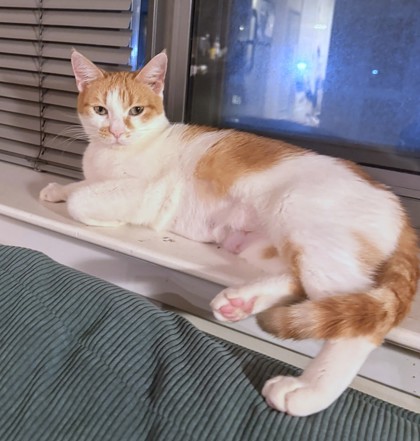 DAPHANY - Domestic Shorthair / Mix available for adoption