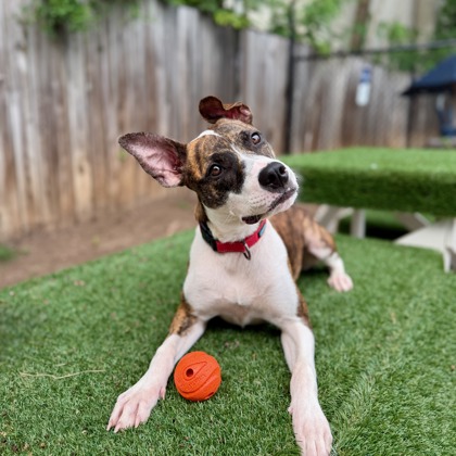 MOLLY - Mixed Breed, Medium (up to 44 lbs fully grown) / Mix available for adoption