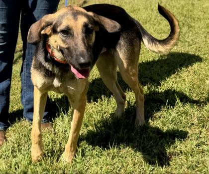 AUTUMN - German Shepherd / Mix available for adoption