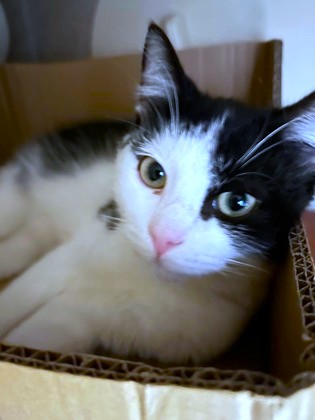 CASEY - Domestic Shorthair / Mix available for adoption
