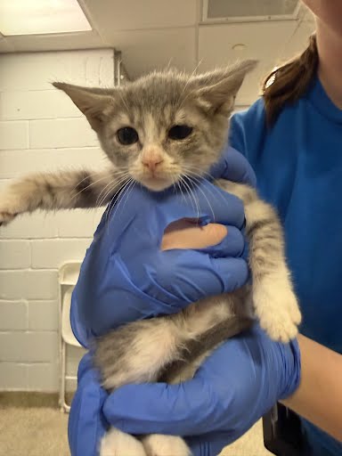 CAPTURE THE FLAG - Domestic Shorthair / Mix available for adoption