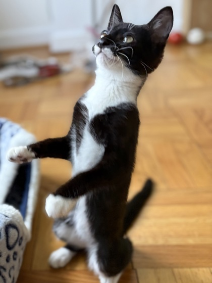 ESPRESSO - Domestic Shorthair / Mix available for adoption