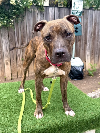 BARK RUFFALO - Pit Bull Terrier / Mix available for adoption