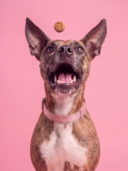 SEABISCUIT - Terrier / Mix available for adoption