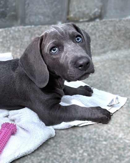 BOHDI - Hound / Mix available for adoption